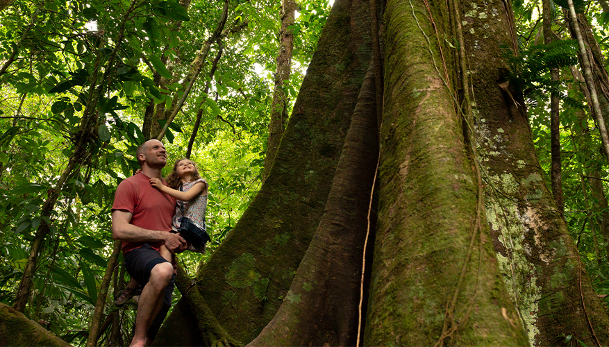 Jungle in Costa Rica